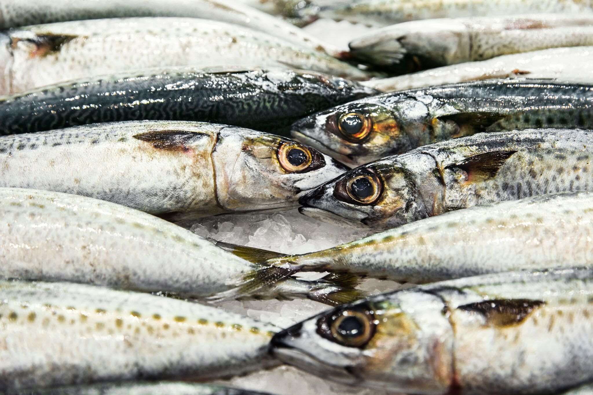 Fresh Seafood Delivery Online Same Day Delivery