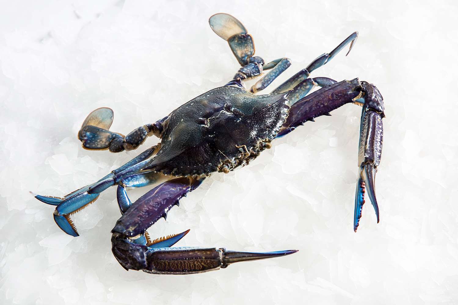 Blue Swimmer Crab Raw Crab Delivery Sydney Seafood