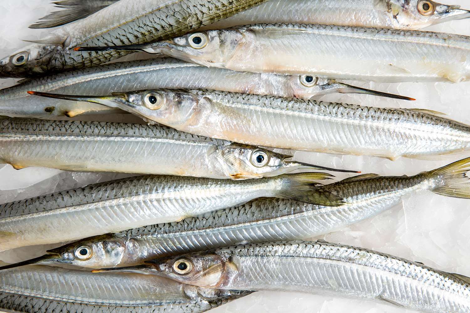 Garfish Whole Fish Delivery Sydney Seafood Market