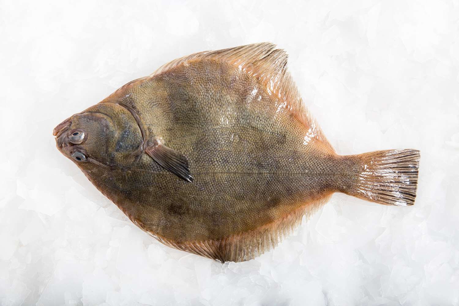 Sand Flounder Fish, Whole Fish Delivery Sydney