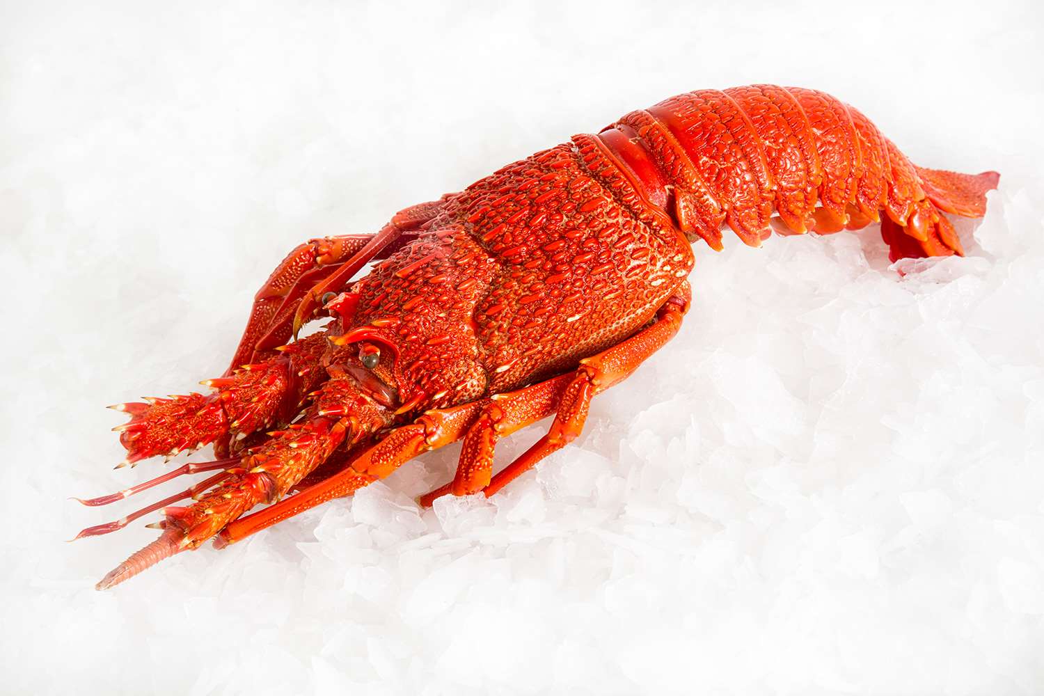 Southern Rock Lobster Lobster Delivery Sydney Seafood