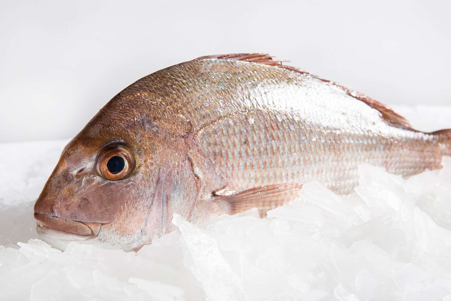 Snapper Medium Whole Fresh Fish Delivery Sydney Seafood