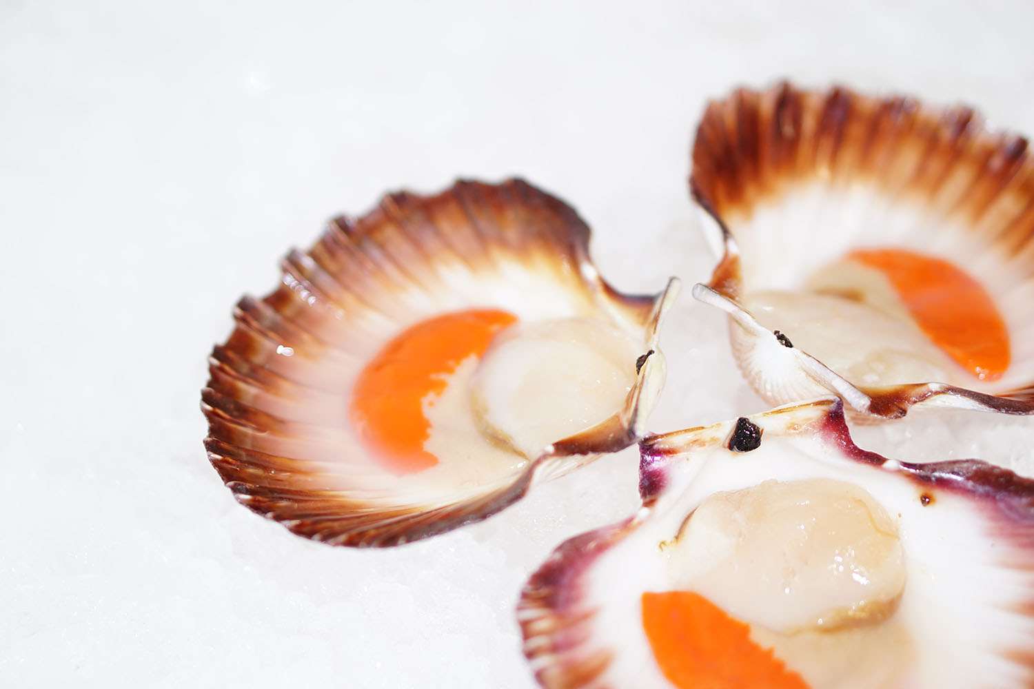 Fresh Tasmanian Scallops Roe On for Sale Seafood Market