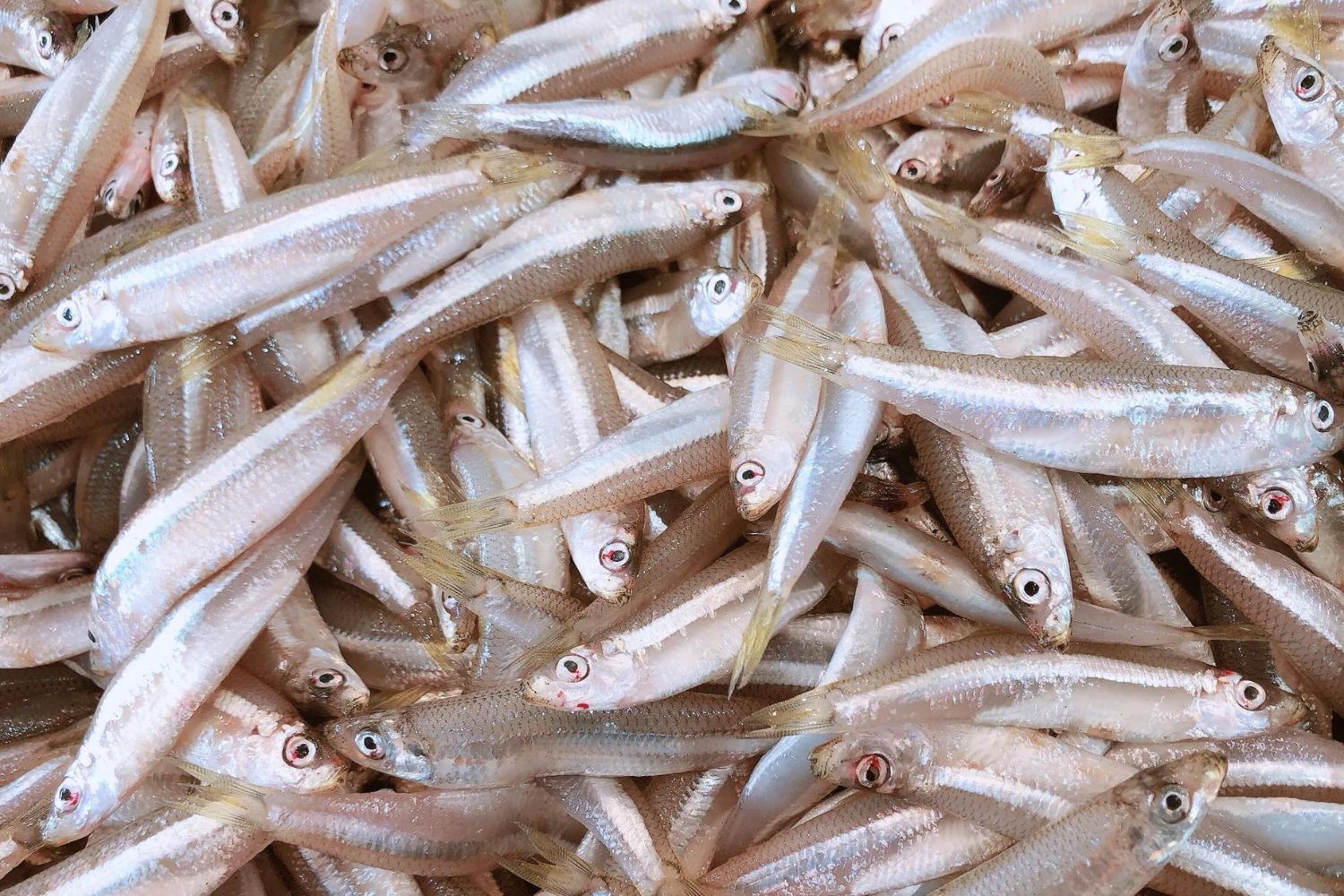 Local Sprat (Whitebait) Whole Fish Delivery Sydney Seafood