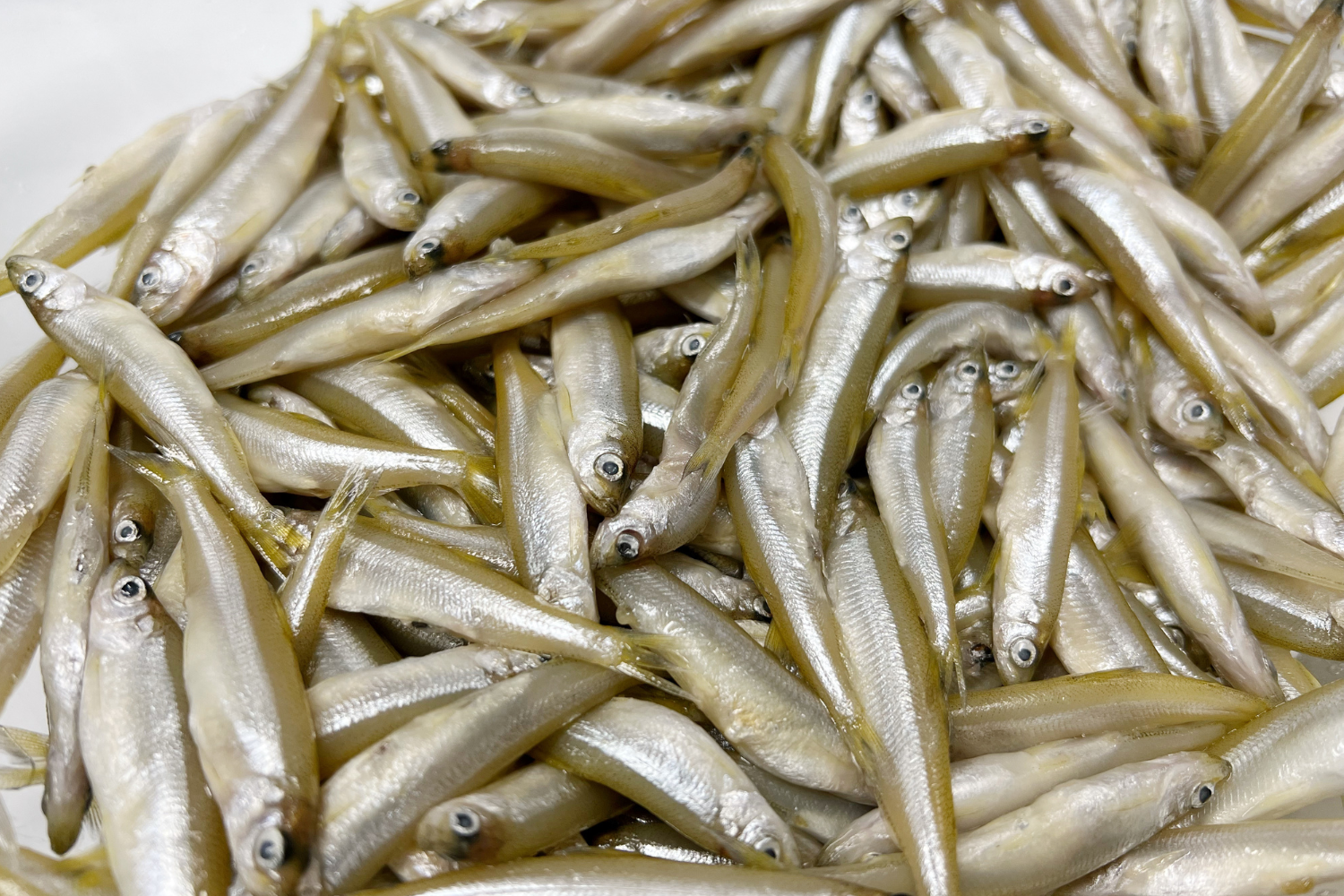 Whitebait, Whole Fish Delivery Sydney